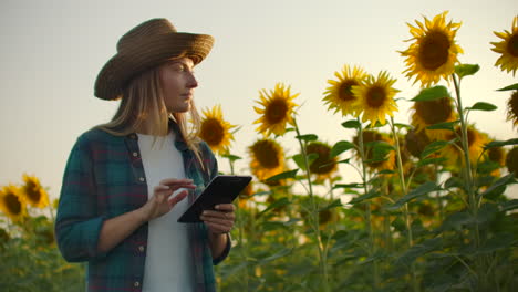 A-female-student-walks-across-a-field-with-large-sunflowers-and-writes-information-about-it-in-her-electronic-tablet-in-summer-evening.